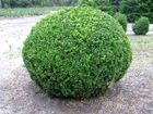 Buxus-Buchsbaum